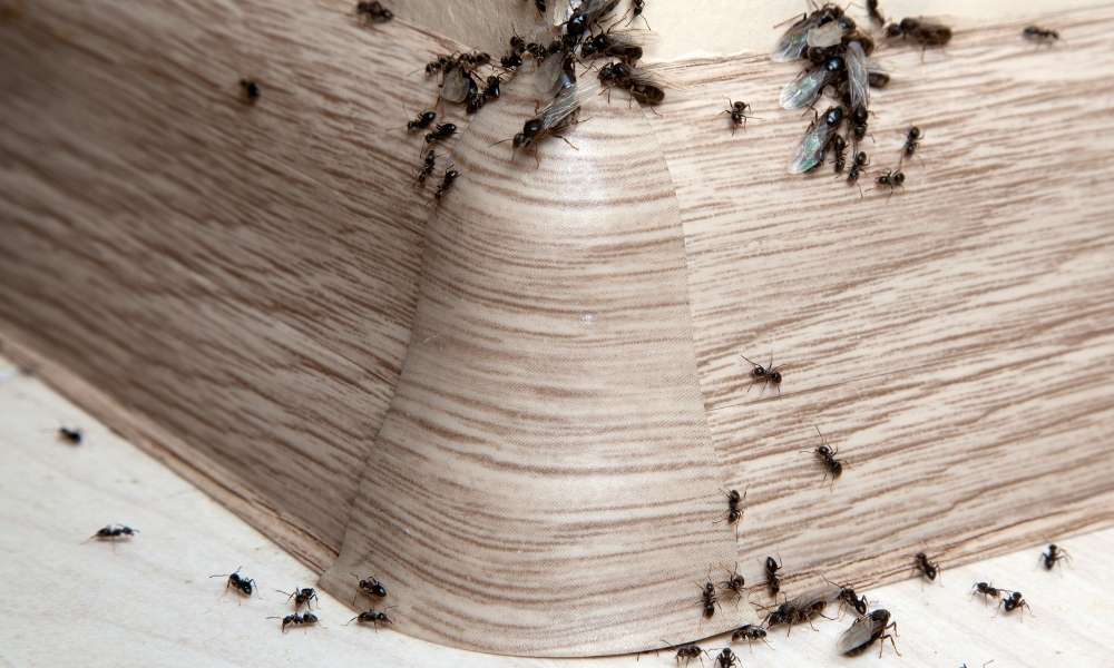 How to get rid of ants in your kitchen